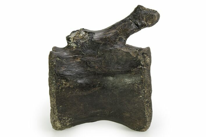 Cretaceous Fossil Iguanodon Vertebra - Isle of Wight, England #351247
